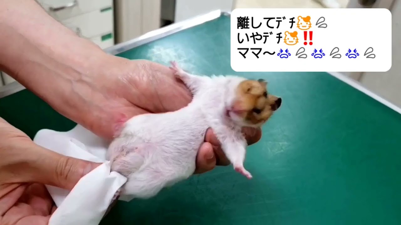 ハムスター検便でウンチ搾り取られる🐹💩w #hamster #hamsters