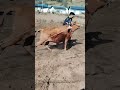 How to Train a Baby Cow to Plow (Amazing!)