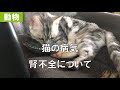 【動物】猫の病気、腎不全について(えさについて概要で追記しました。塩分高いえさはだめらしいです。)