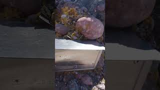 Peña Labra. Cordillera Cantábrica. Divisioria Cantabria-Palencia. 02 agosto 2025