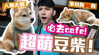 【胡遊京都】日本治癒豆柴Cafe！呆萌迷你柴犬