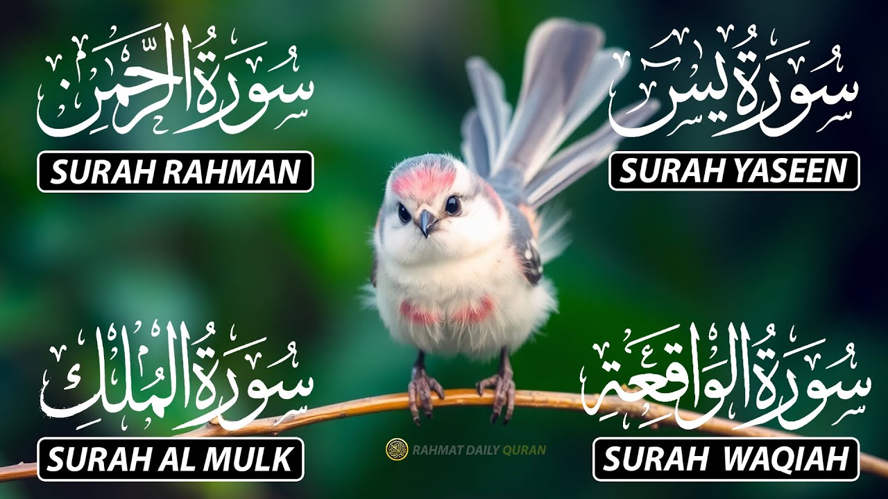 The Best Recitation Surah Yaseen (Yasin) | Surah Rahman | Surah Waqiah | Surah Mulk