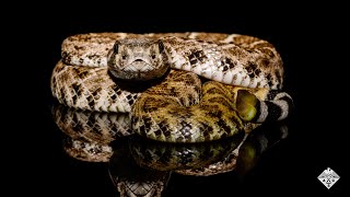How Rattlesnakes’ Scales Help Them Sip Rainwater From Their Bodies | Headline Science screenshot 3