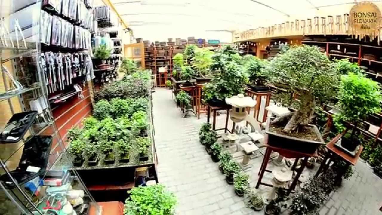 1. profesionlne centrum, BONSAI SLOVAKIA, Nitra