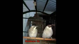 Gacor jamin bikin nyaut #shotrs