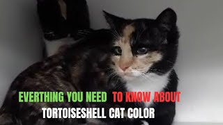 What You Should Know About Tortoiseshell Cats, Money, Luck, History, Personality And Heath🐈