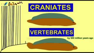 CLADOGRAM--10 VERTEBRATES