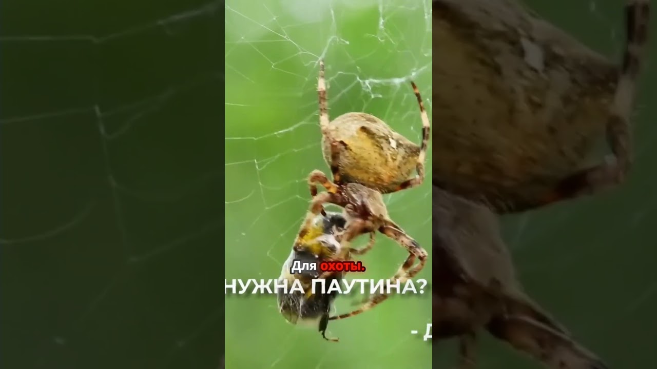 Зачем паукам нужна паутина? 