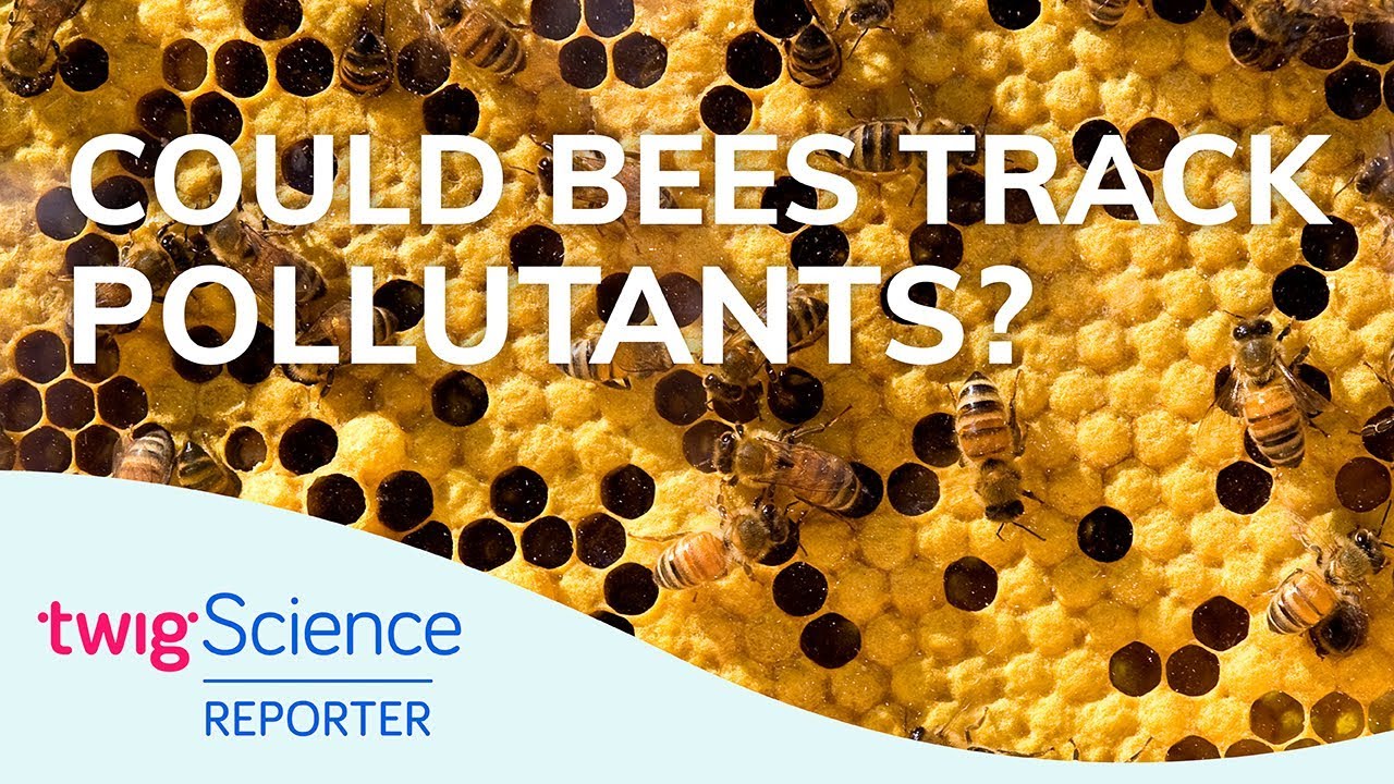 Ep 81 Tracking Pollutants Origami Soft Gripper And Amur Leopard Cubs Twig Science Reporter