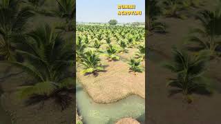 Download Lagu Begini Kanal diPerkebunan Kelapa di Thailand #teknologipertanian #kelapa MP3