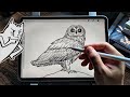 How to draw Pueo the Hawaiian Short-eared Owl 🦉