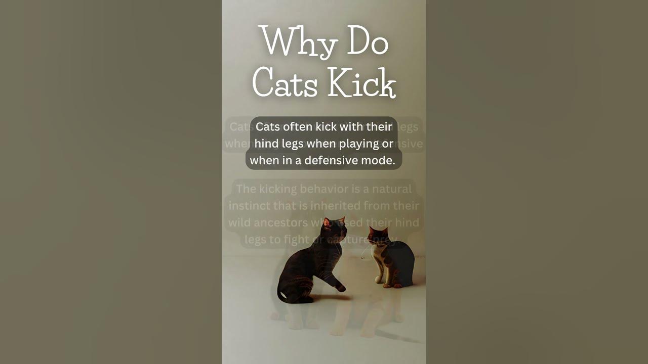 Why Do Cats Kick? What's Behind This Adorable Behavior #shorts #cats - YouTube