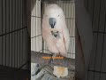 HAPPY MONDAY FRIENDS #parrot #bird #petlover #ytvideoes #trending #highlights #ytshort #viral