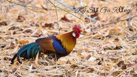 TIẾNG GÀ RỪNG GÁY+VỖ CÁNH [ÂM THANH CHUẨN]
