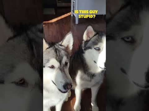 HEY HUSKY STOP STEALING Shorts Dog Funny Husky Dogvideos Dogshorts Doggo Funnydog Viral 