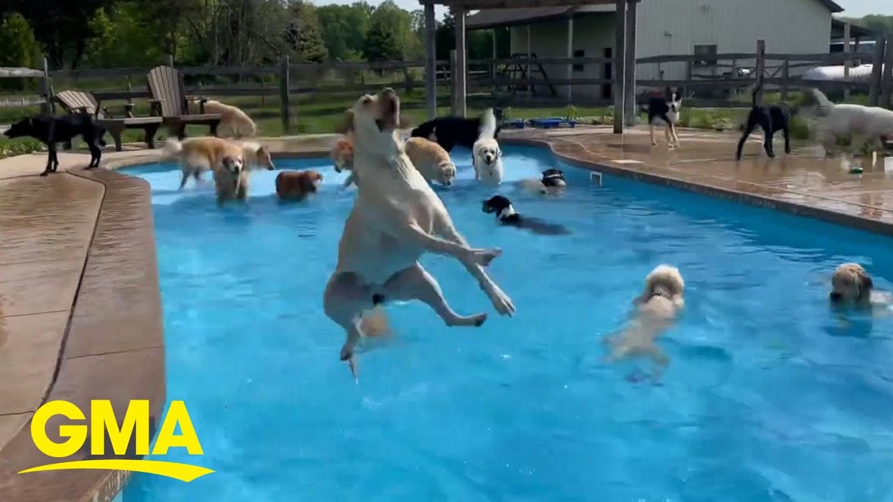 We found the hottest summer destination…and it's this swimming pool full of dogs l GMA