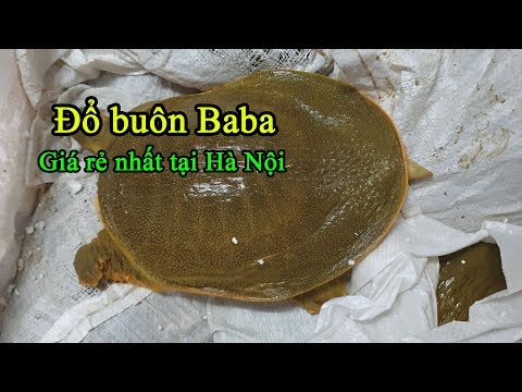 Bán baba ngon nhất & giá ba ba, thịt ba ba rẻ nhất tại Hà Nội | Cá Hoàng Đế