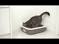 Cat Forgot the New Automatic Litter Box… Dog Reminded Her
