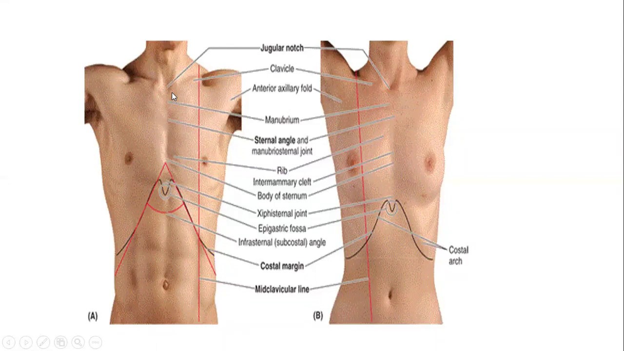 Sternal angle 