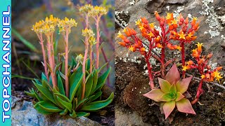 10 Variedades de Dudleya más hermosas