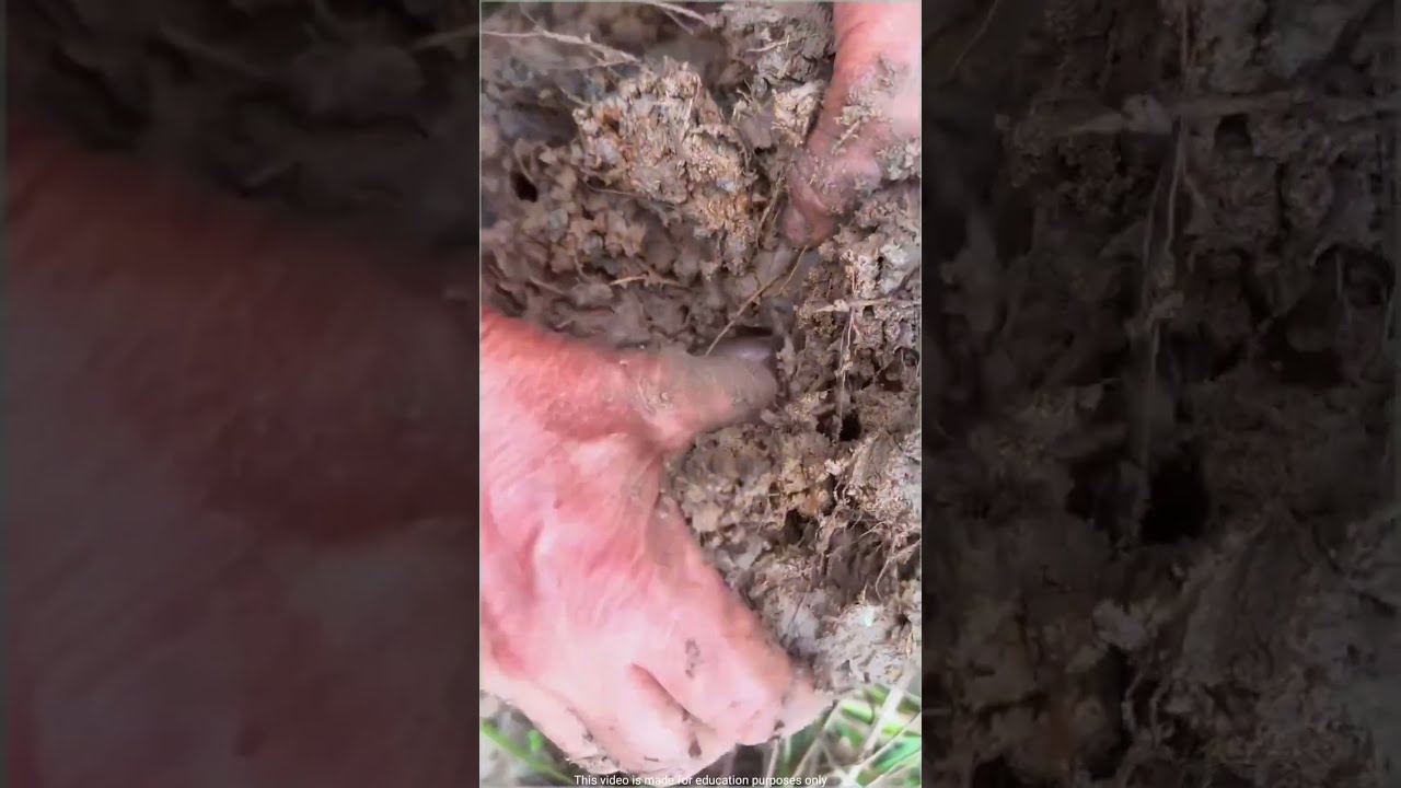 This Old Woman Earns Double The Amount From Harvested Crop Shortvideo