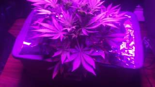 bubbleponics mars hydro led week 5