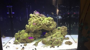 Biocube 29: Second setup for new reefer udate 3