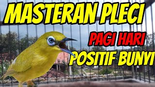 masteran pleci koloni pagi hari positif nyaut, MASTERAN PLECI PAGI HARI AGAR CEPAT BUKA PARUH