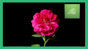 سورة لقمان  الآية 11   الشيخ محمد أيوب