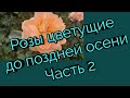 Розы цветущие до поздней осени. Часть 2.