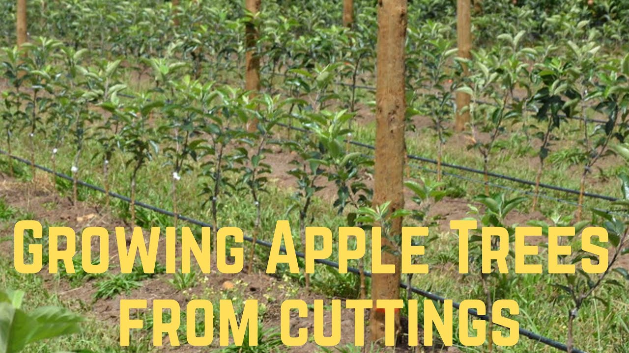 GROWING APPLE TREES FROM CUTTINGS! YouTube