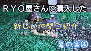 亀の楽園 岡山 ＲＹＯ屋さんで購入した新しい仲間ご紹介