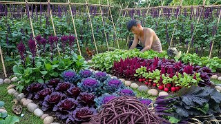 Download Lagu Chairman Trieu Harvests Mustard Green, Yardlong Bean To Sell \u0026 Use For Cooking, Build The Dream Farm MP3