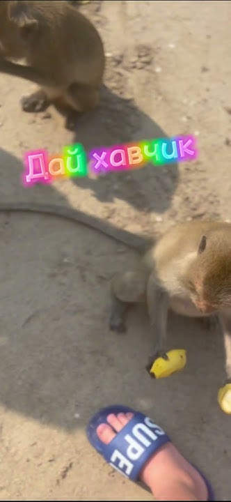 Пляж обезьян ( сделал потому что мама попросила :) - YouTube