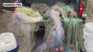 500 Pounds Of Marine Animals Caught With Illegal Gill Nets 10 Arrests