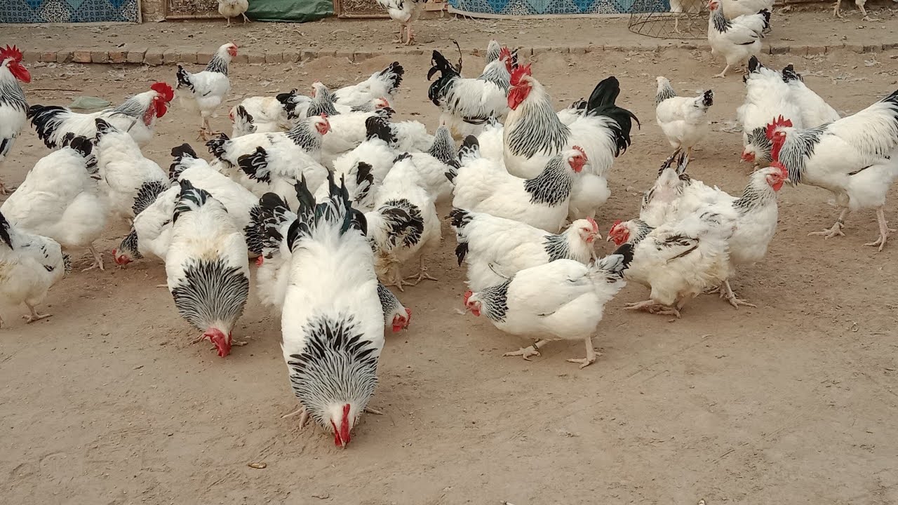 A good business || profitable farming || light sussex Chicken Farming