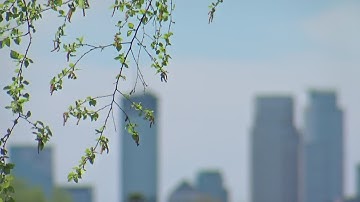 Good Question: How Do Trees Know When To Bloom?