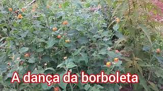 A dança da borboleta