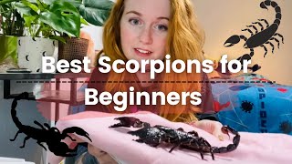 My Top Pet Scorpions for Beginners! screenshot 2