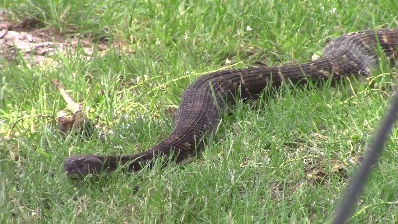 Noxen Rattlesnake Roundup, June 17, 2023 YouTube