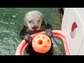 Meet Rescued Sea Otter Juno