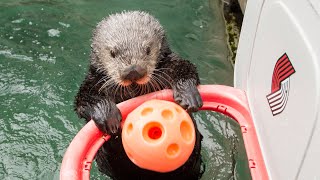 Meet Rescued Sea Otter Juno