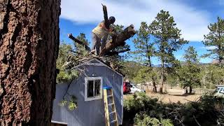 Windblown Tree on Shed Removal