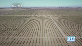California's farmland shrunk by nearly 10%