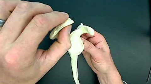 Bones of the pectoral girdle.wmv