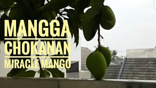 Mangga chokanan sedang berbunga dan berbuah di planterbag