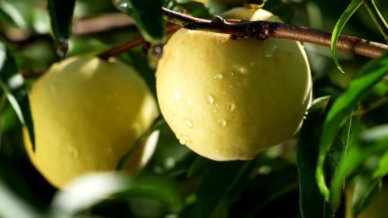 Winter peaches enter harvest season