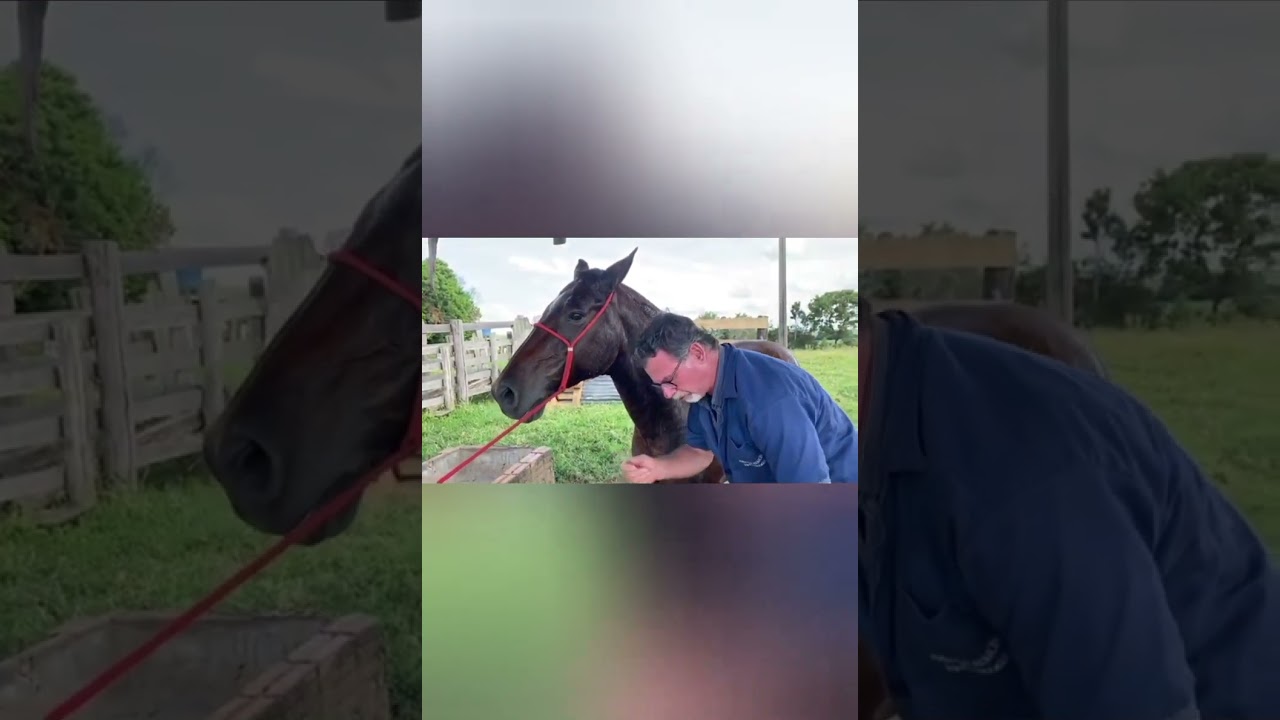 Dicas de manejo #harasfadin #harasfadinvendas #mangalargamarchador #abccmmoficial #aquitempaixao