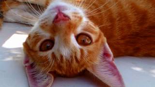 Female - Aww ... So Cute - Sound Effects