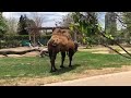 Zoo to You Virtual Zoo: Camels